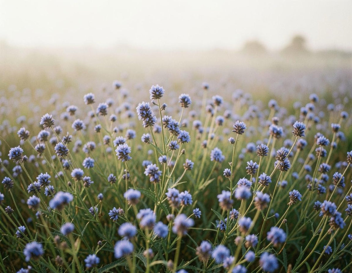 Flax growing in a field